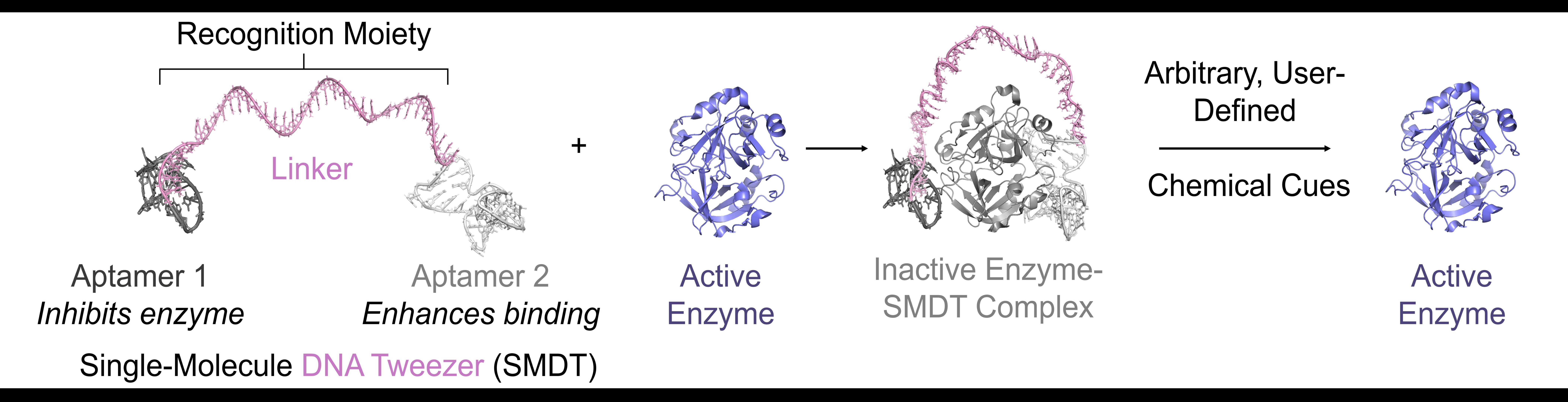 Thrombin TOC resized